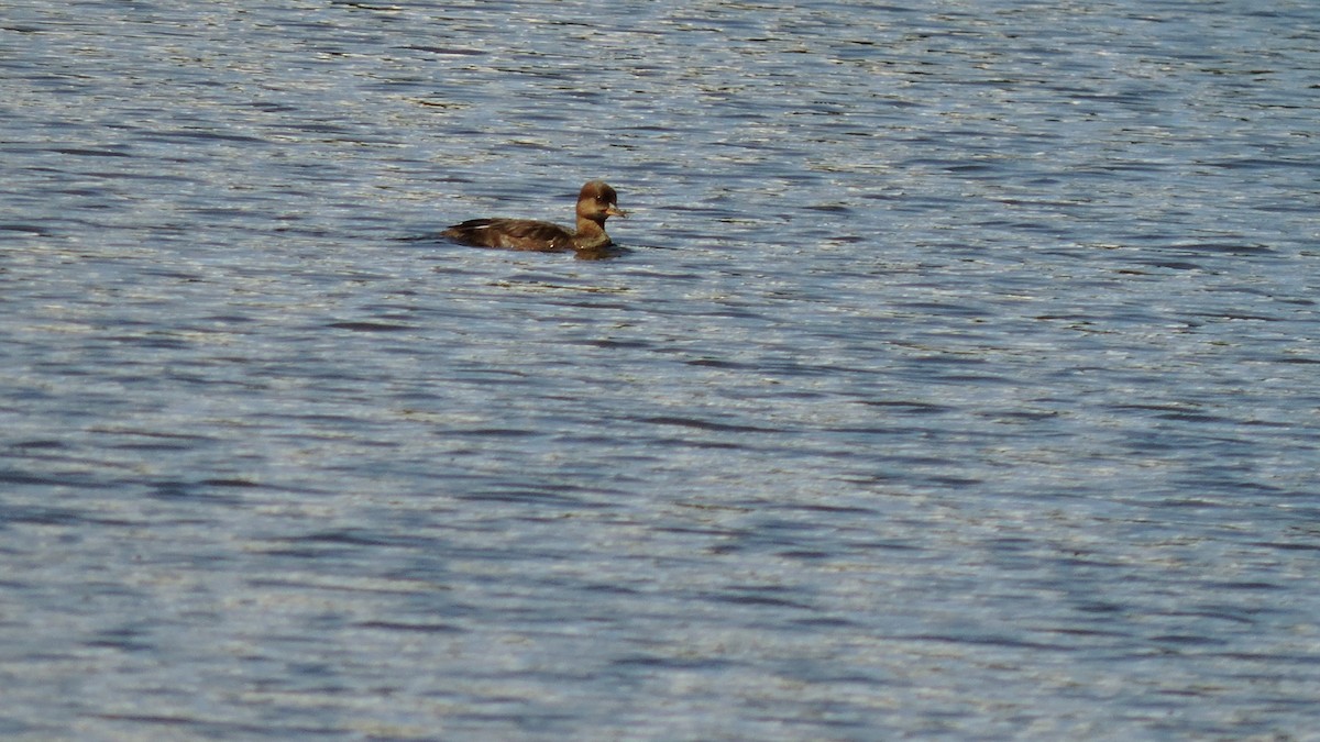 Hooded Merganser - ML641200286