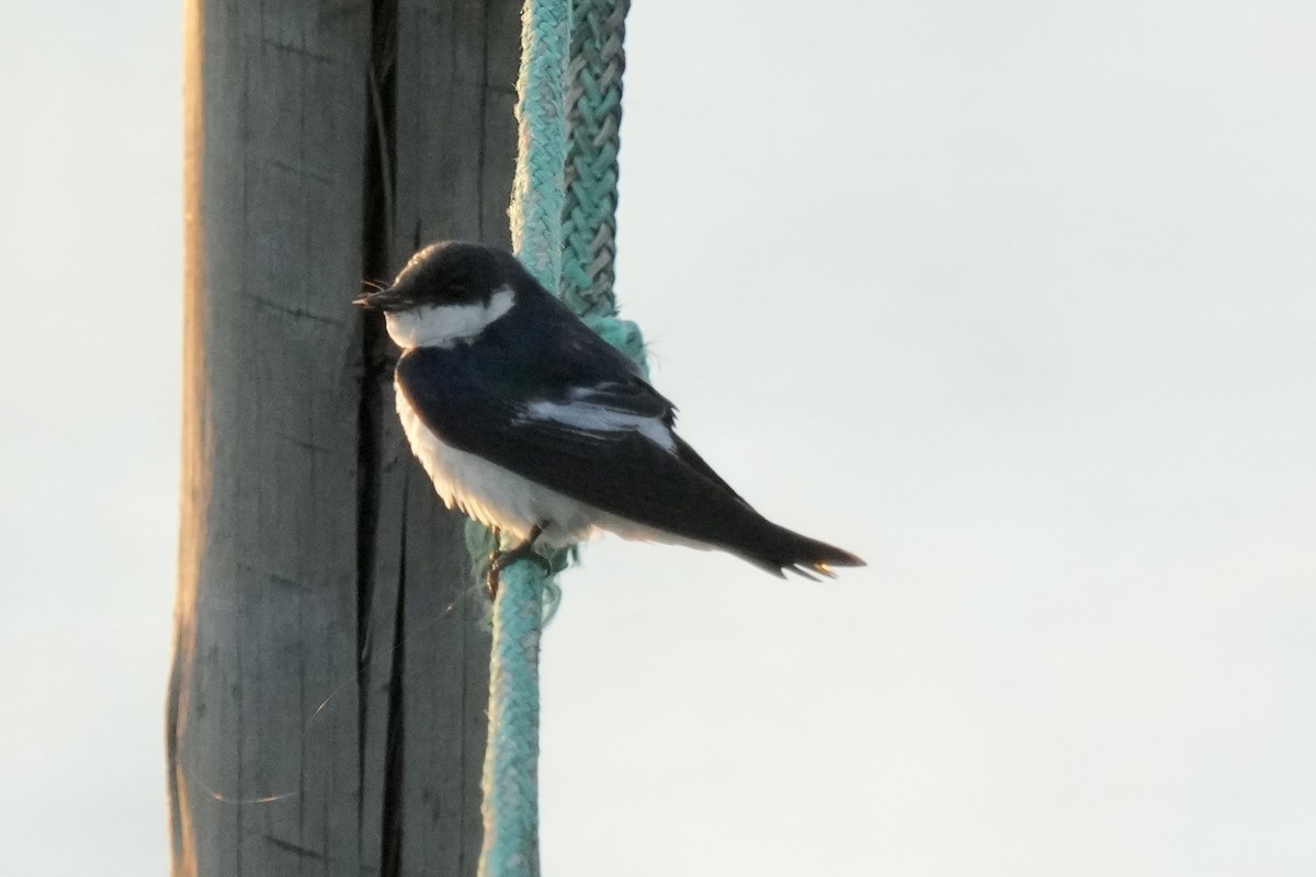 vlaštovka bělobřichá - ML641200327