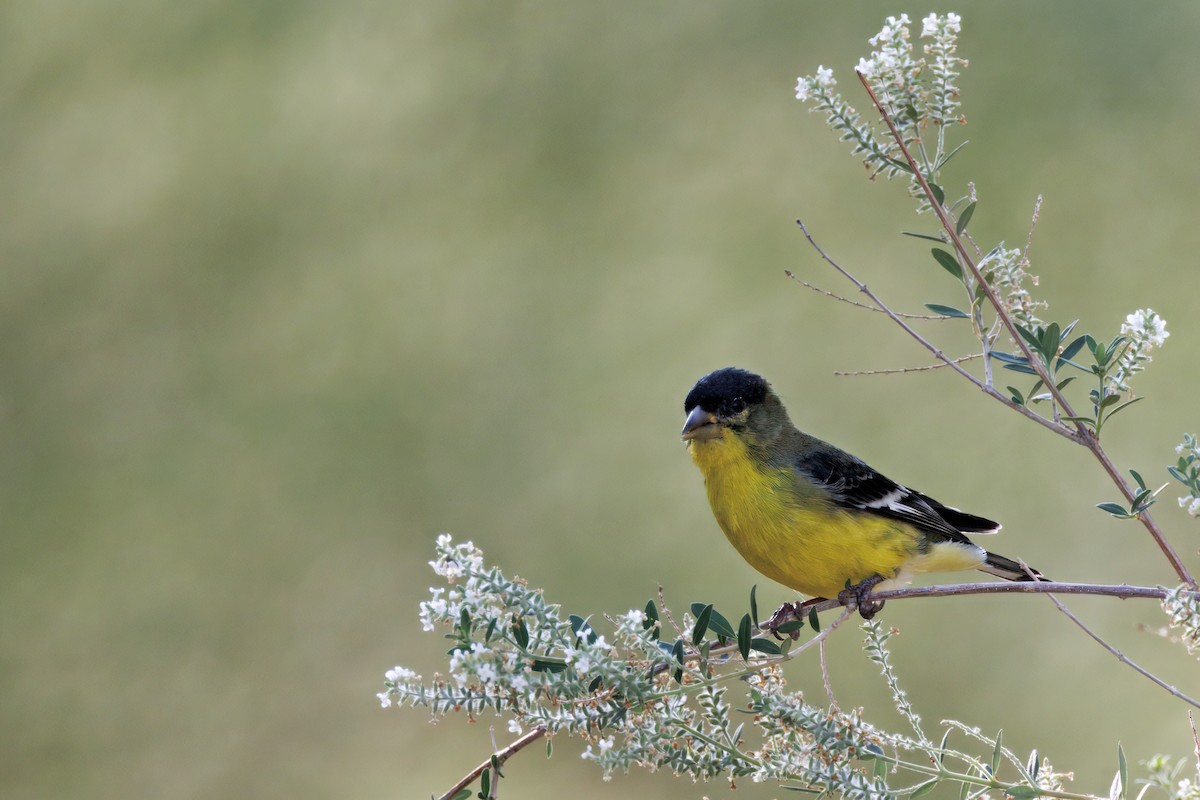 Lesser Goldfinch - ML641200380