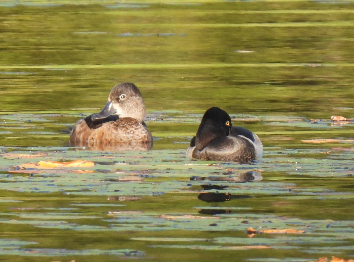 Ring-necked Duck - ML641200389