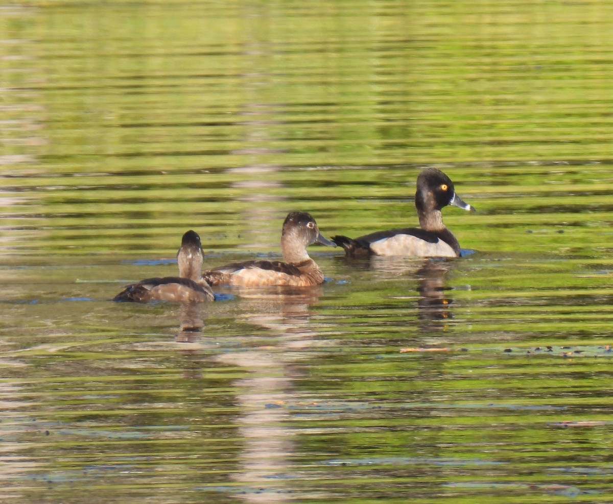 Ring-necked Duck - ML641200395