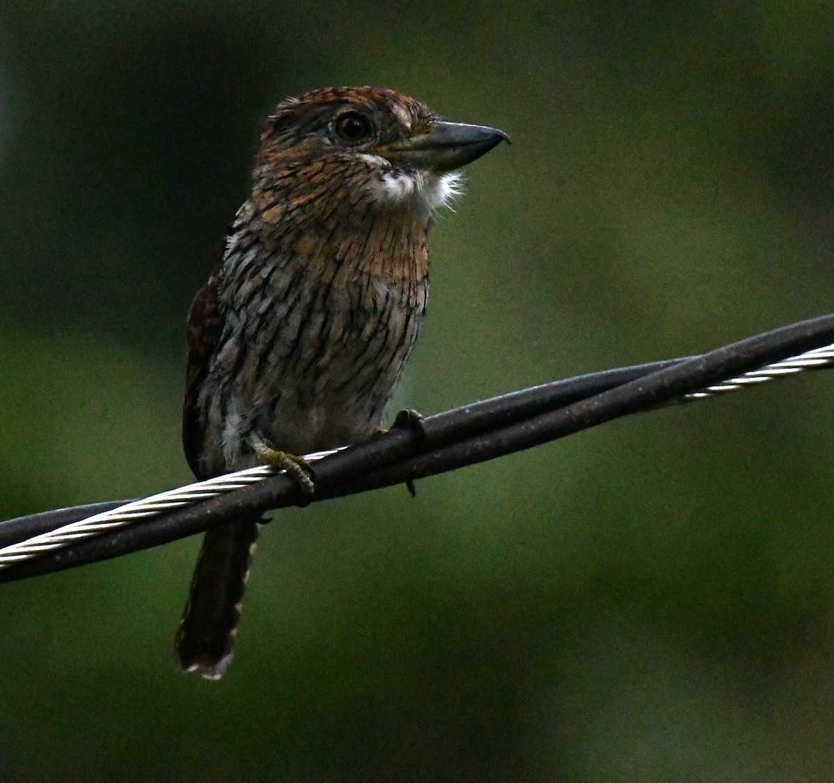 Western Striolated-Puffbird - ML641200400
