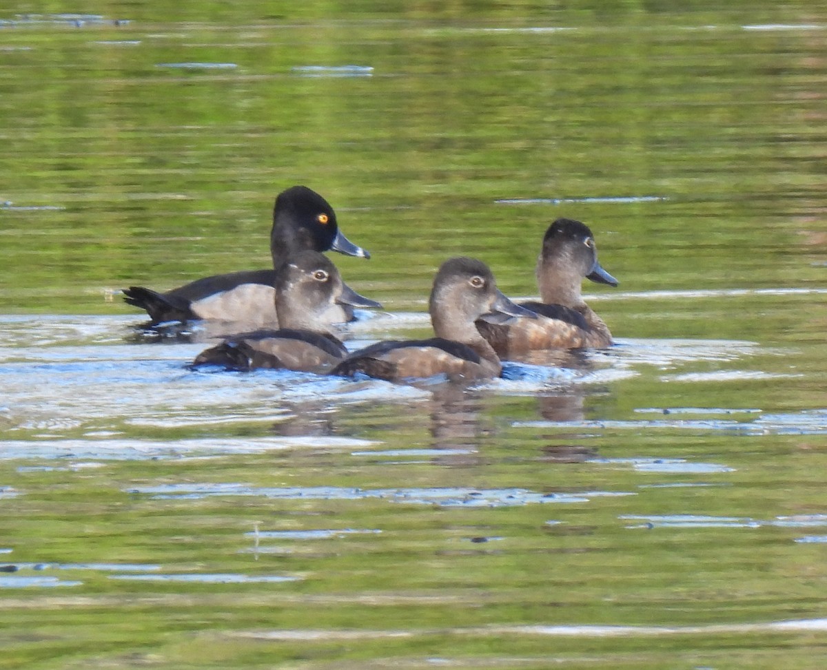 Ring-necked Duck - ML641200403