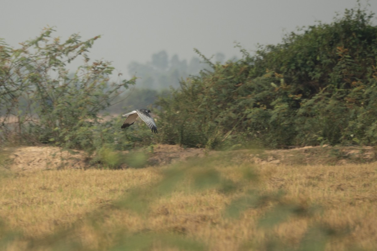 Eastern Marsh Harrier - ML641200406