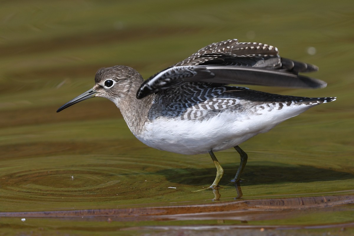 Solitary Sandpiper - ML641200429