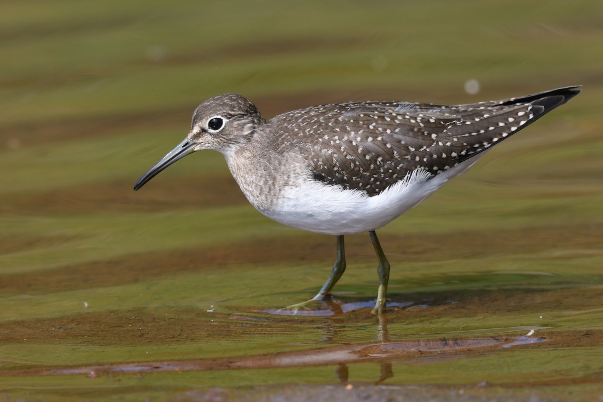Solitary Sandpiper - ML641200430
