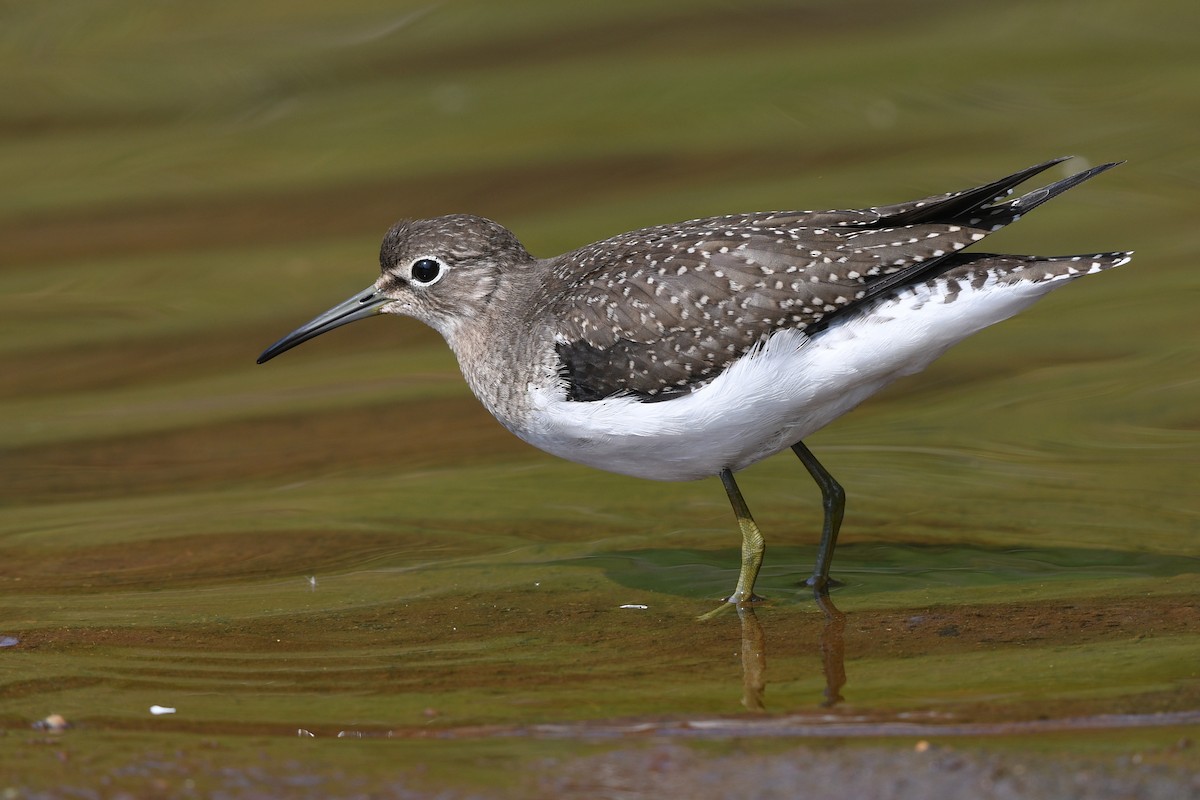 Solitary Sandpiper - ML641200431