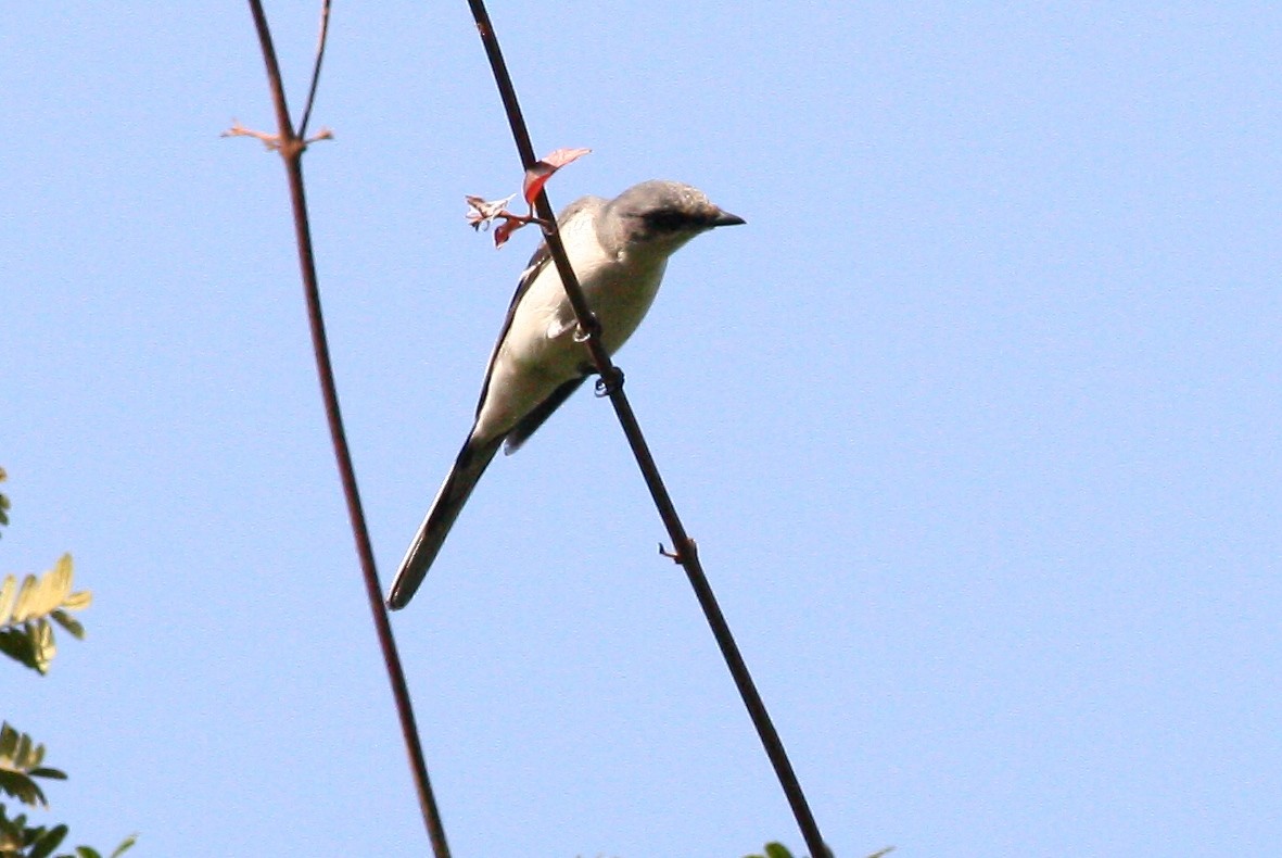 Minivet Ceniciento - ML641200434
