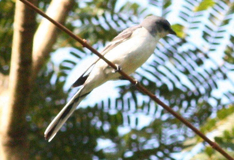Minivet Ceniciento - ML641200435