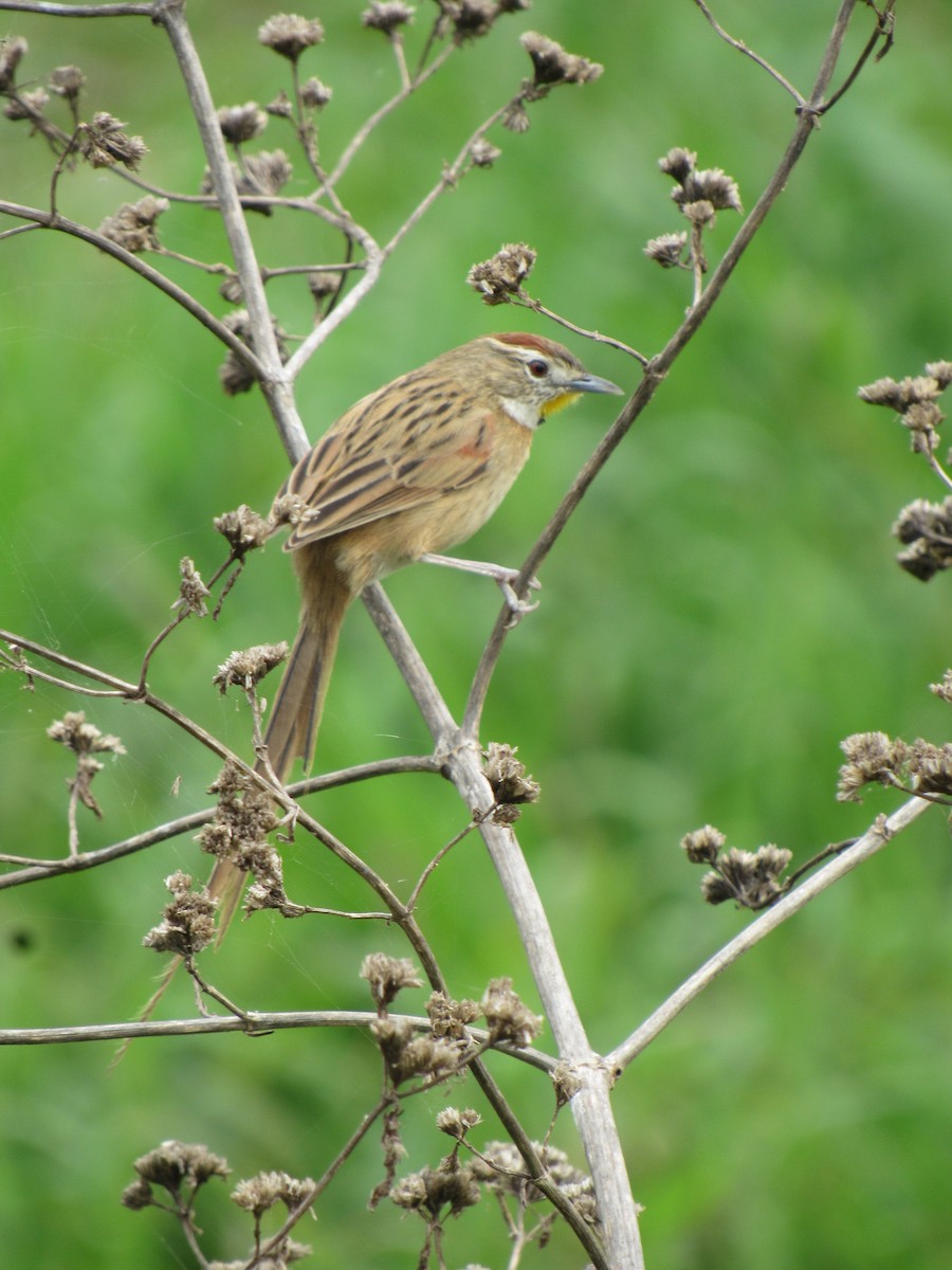 Chotoy Spinetail - ML641200445