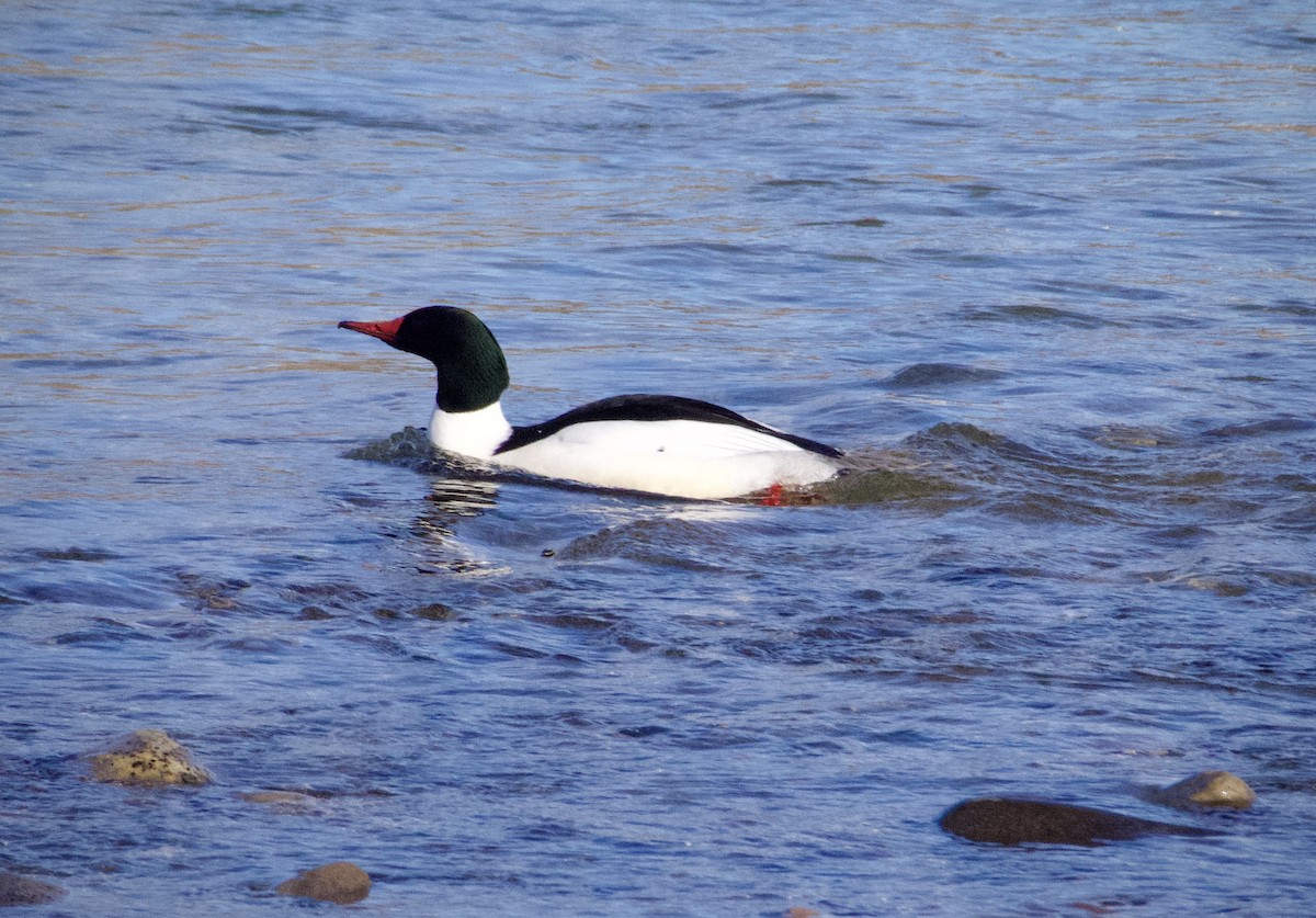 川秋沙(americanus) - ML641200446