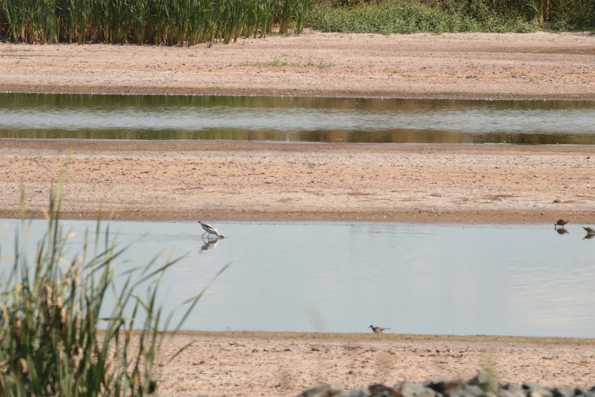 Killdeer - ML641200464