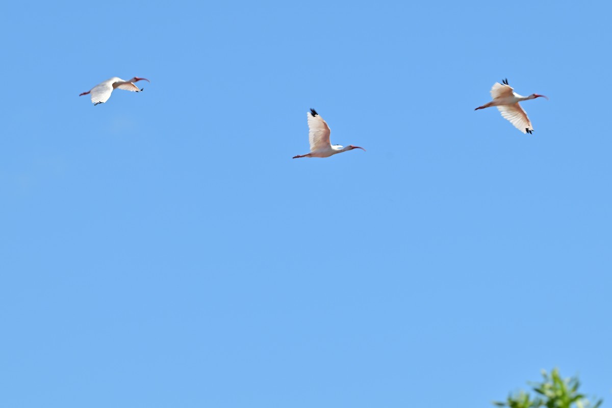 Ibis blanc - ML641200470
