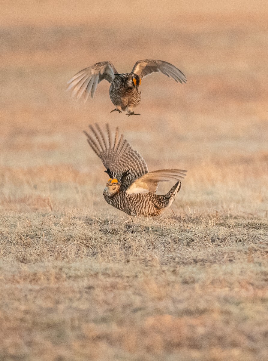 Greater Prairie-Chicken - ML641200498