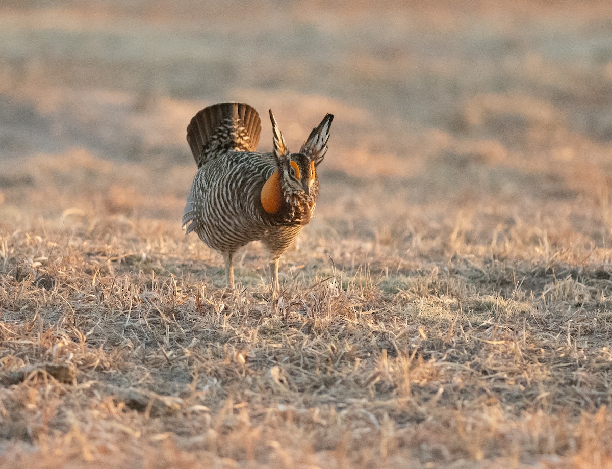 Greater Prairie-Chicken - ML641200500
