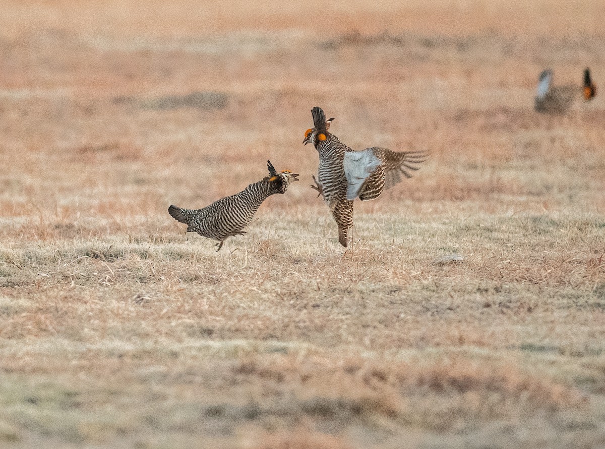 Greater Prairie-Chicken - ML641200501