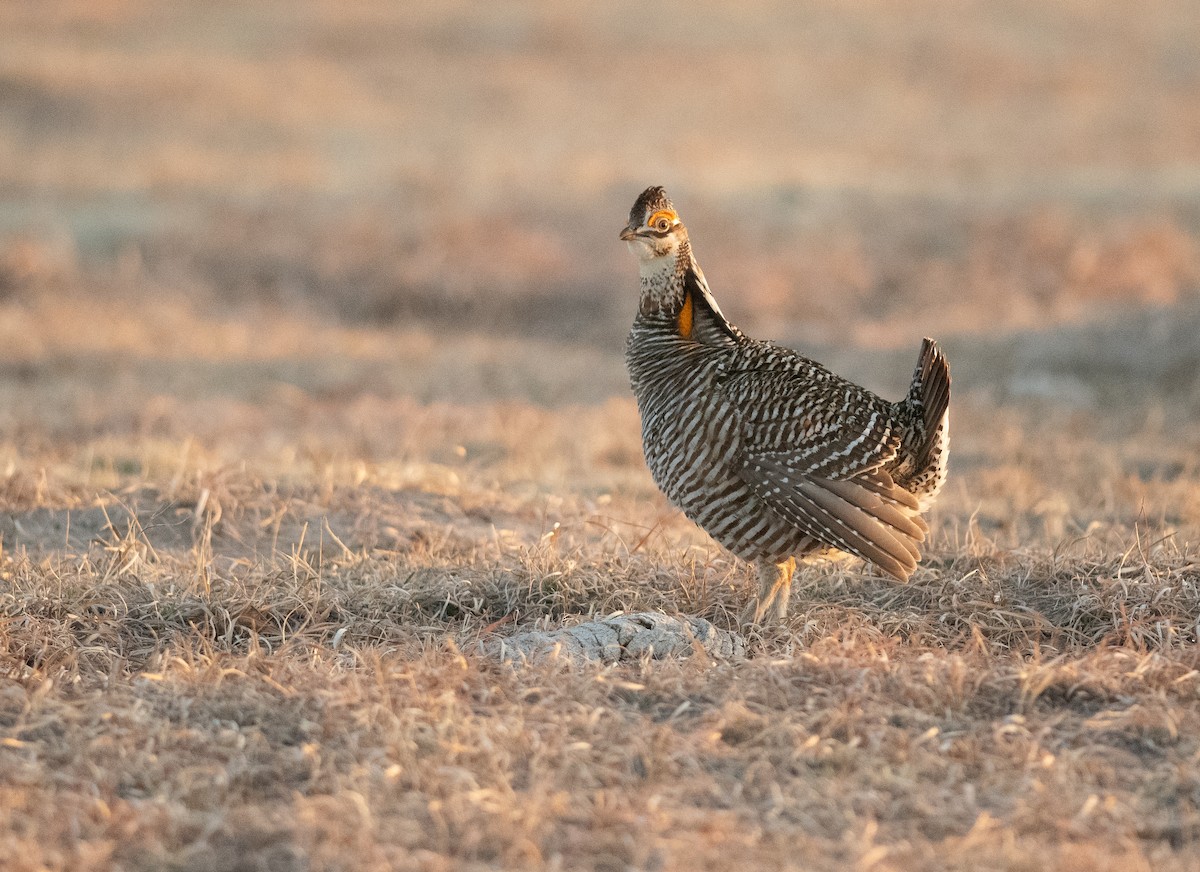 Greater Prairie-Chicken - ML641200502