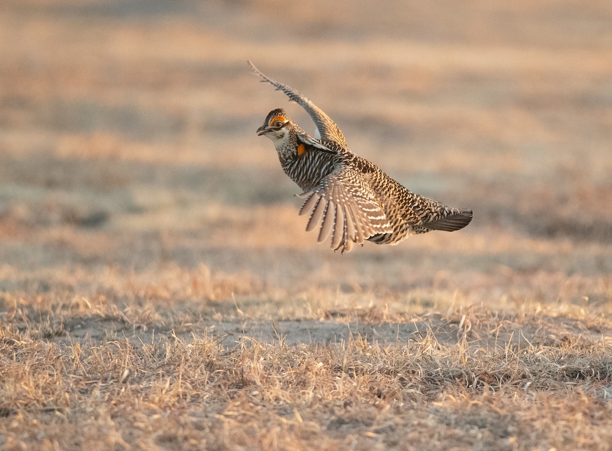 Greater Prairie-Chicken - ML641200503