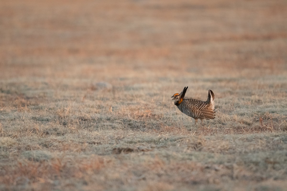 Greater Prairie-Chicken - ML641200504