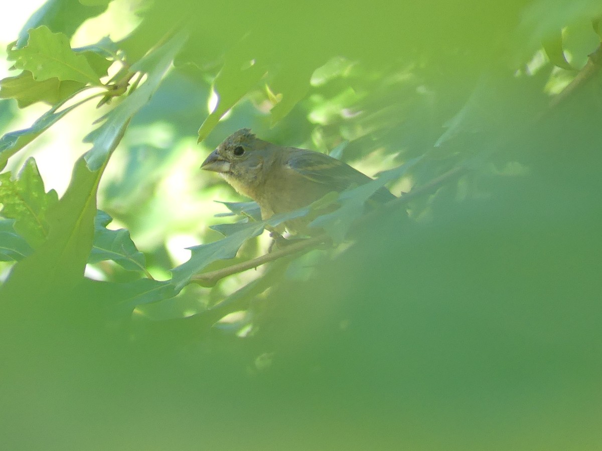 Blue Grosbeak - ML641200508