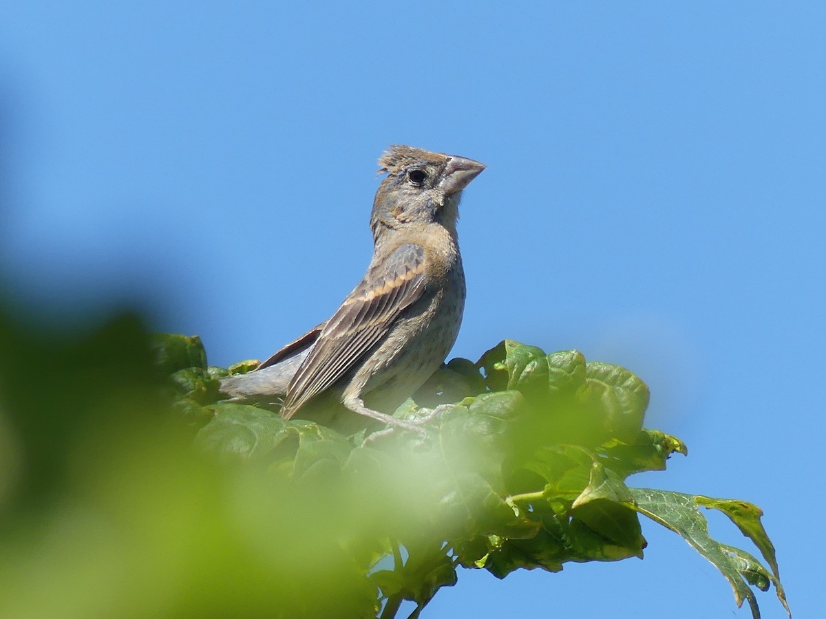 Blue Grosbeak - ML641200509