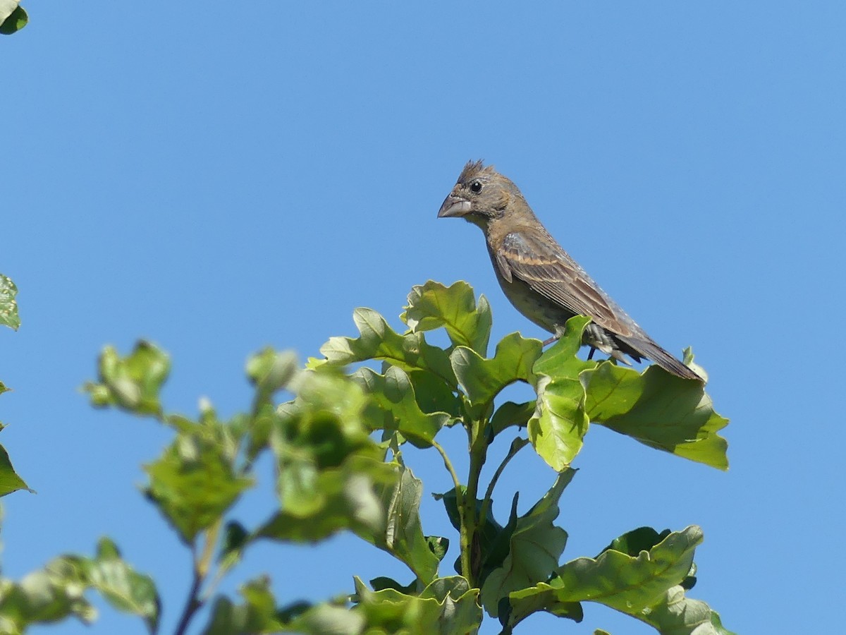 Blue Grosbeak - ML641200511