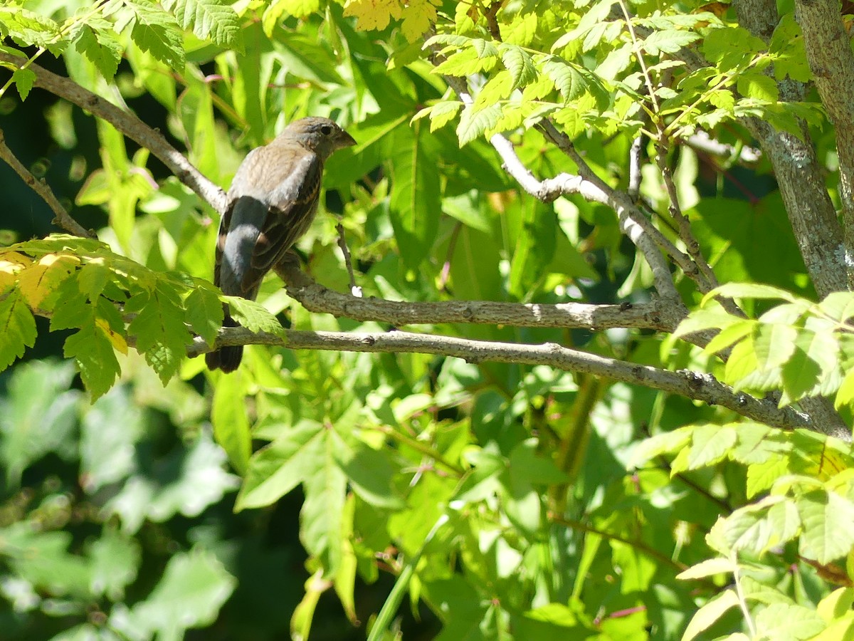 Blue Grosbeak - ML641200512