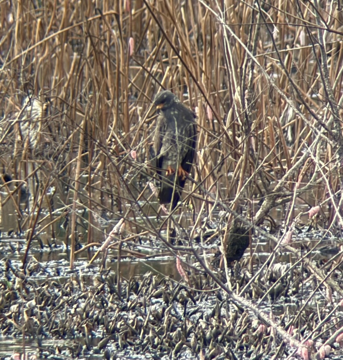 Snail Kite - ML641200528