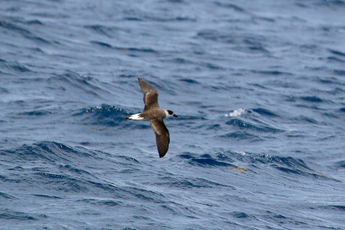 Black-capped Petrel - ML641200554