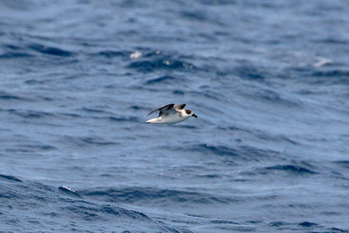 Black-capped Petrel - ML641200555