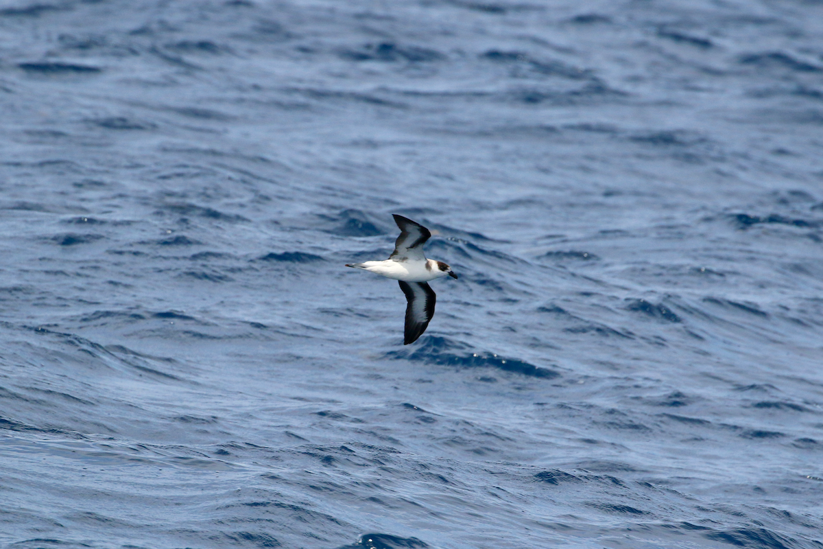Black-capped Petrel - ML641200557