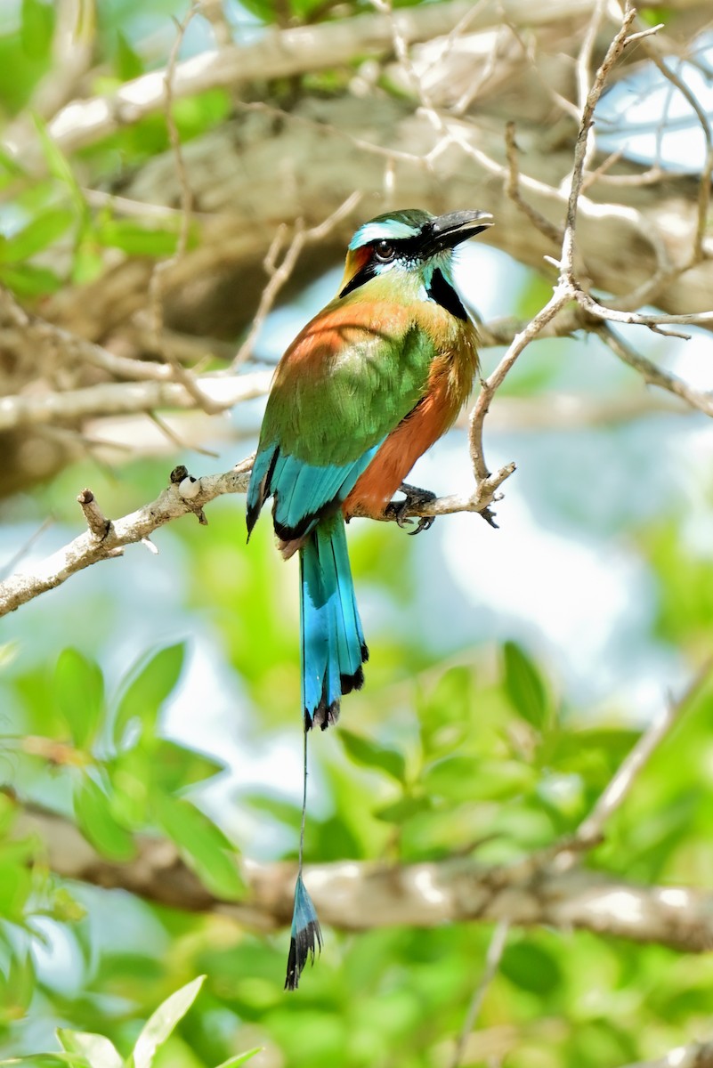 Motmot à sourcils bleus - ML641200562