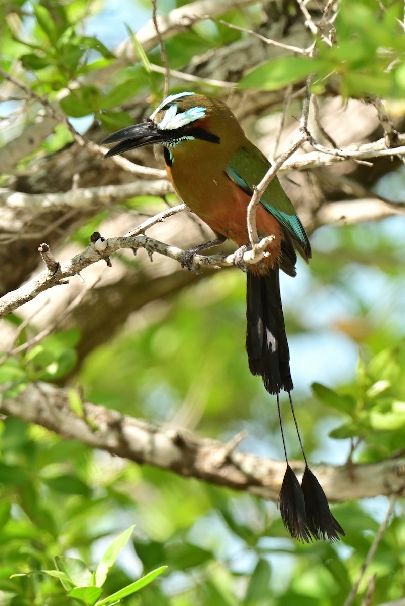 Motmot à sourcils bleus - ML641200563