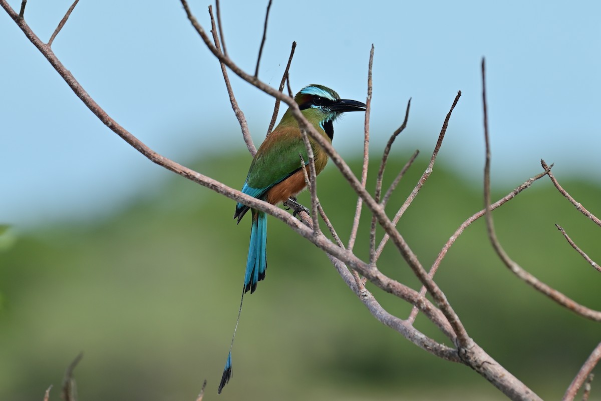 Motmot à sourcils bleus - ML641200565