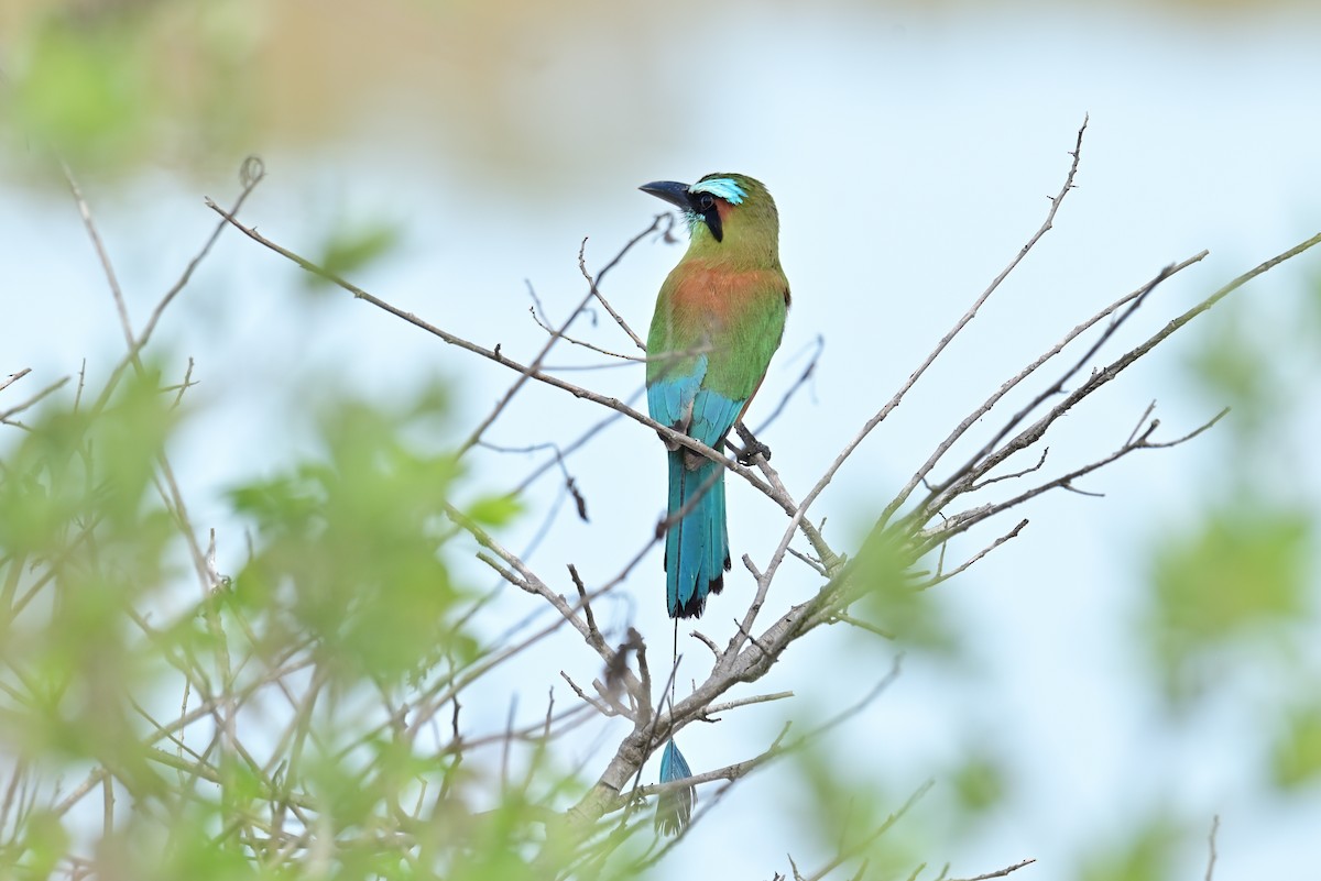 Motmot à sourcils bleus - ML641200568