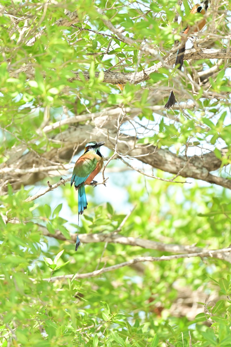 Motmot à sourcils bleus - ML641200569