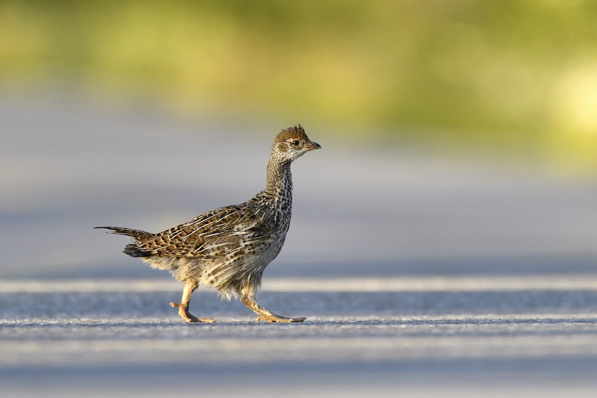 Dusky Grouse - ML641200591
