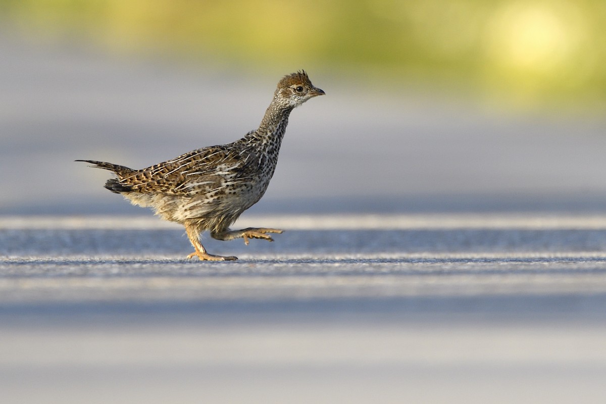 Dusky Grouse - ML641200592