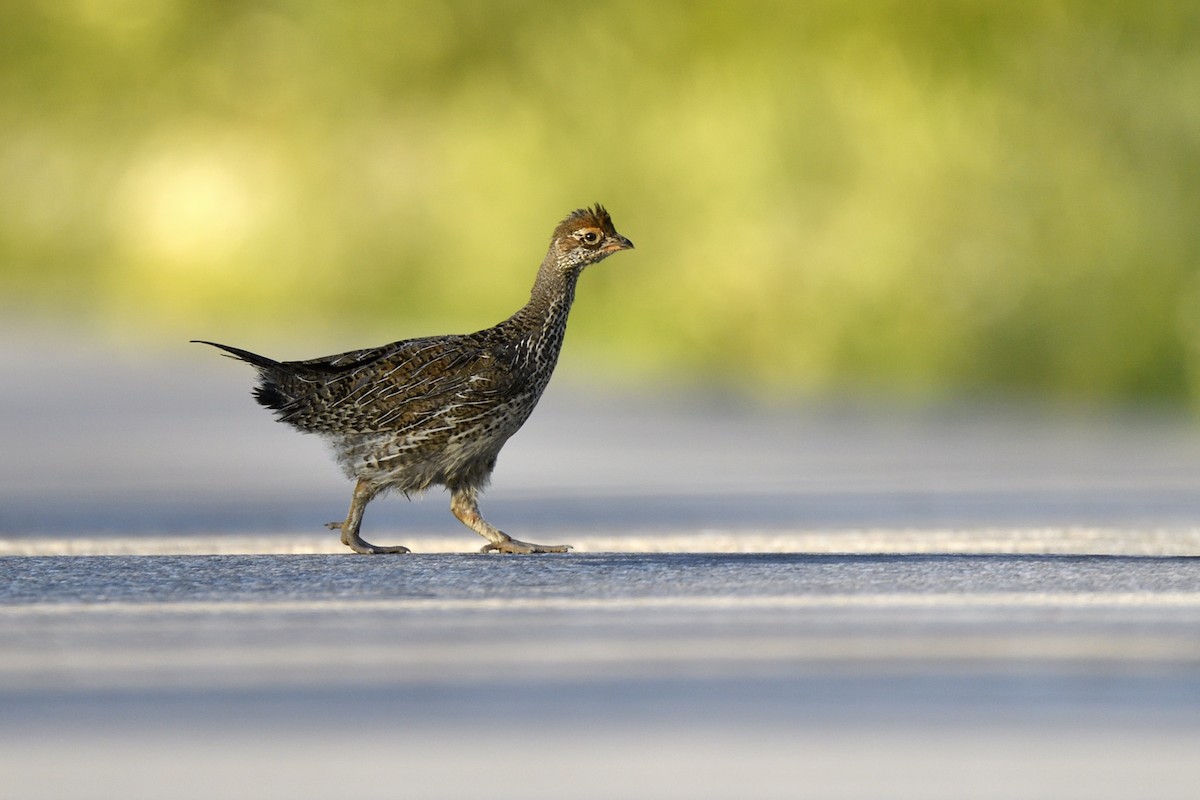 Dusky Grouse - ML641200593