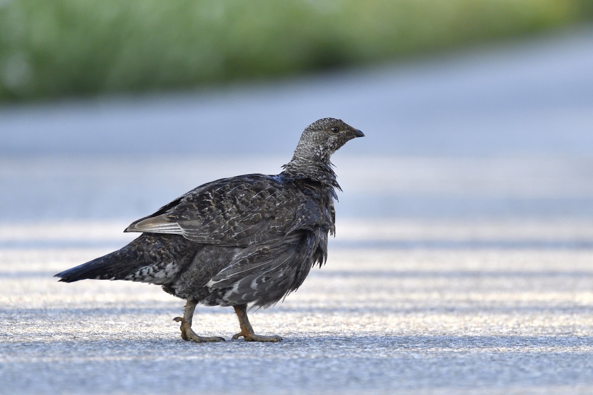 Dusky Grouse - ML641200597