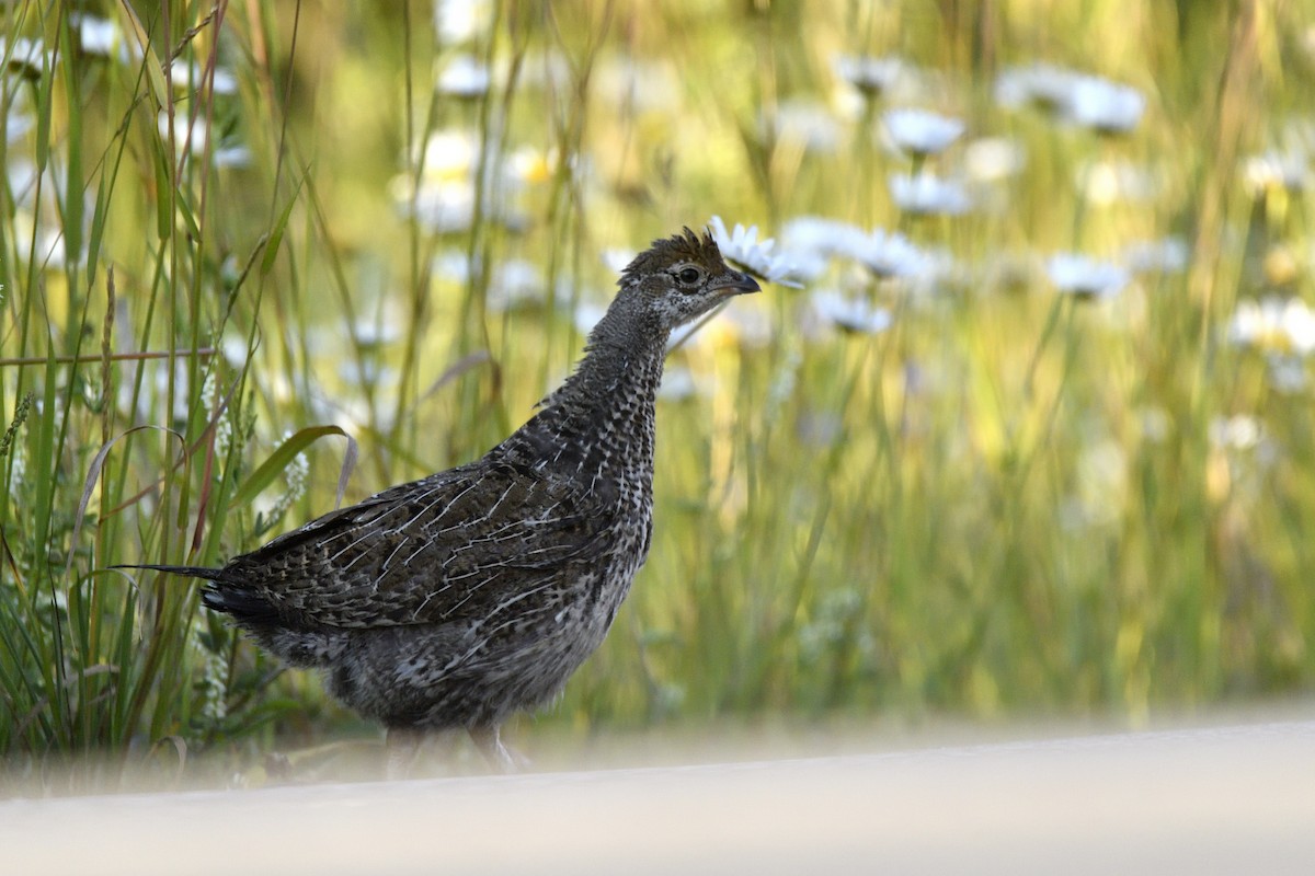 Dusky Grouse - ML641200598