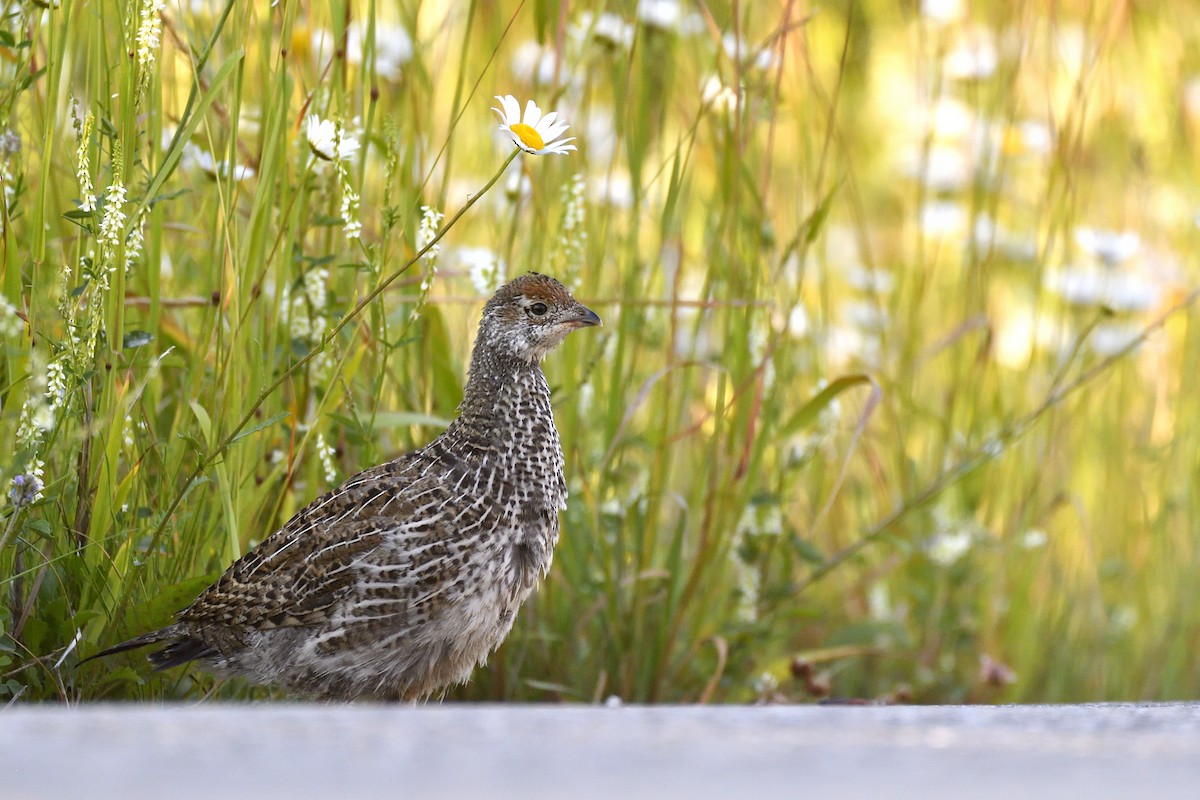 Dusky Grouse - ML641200600
