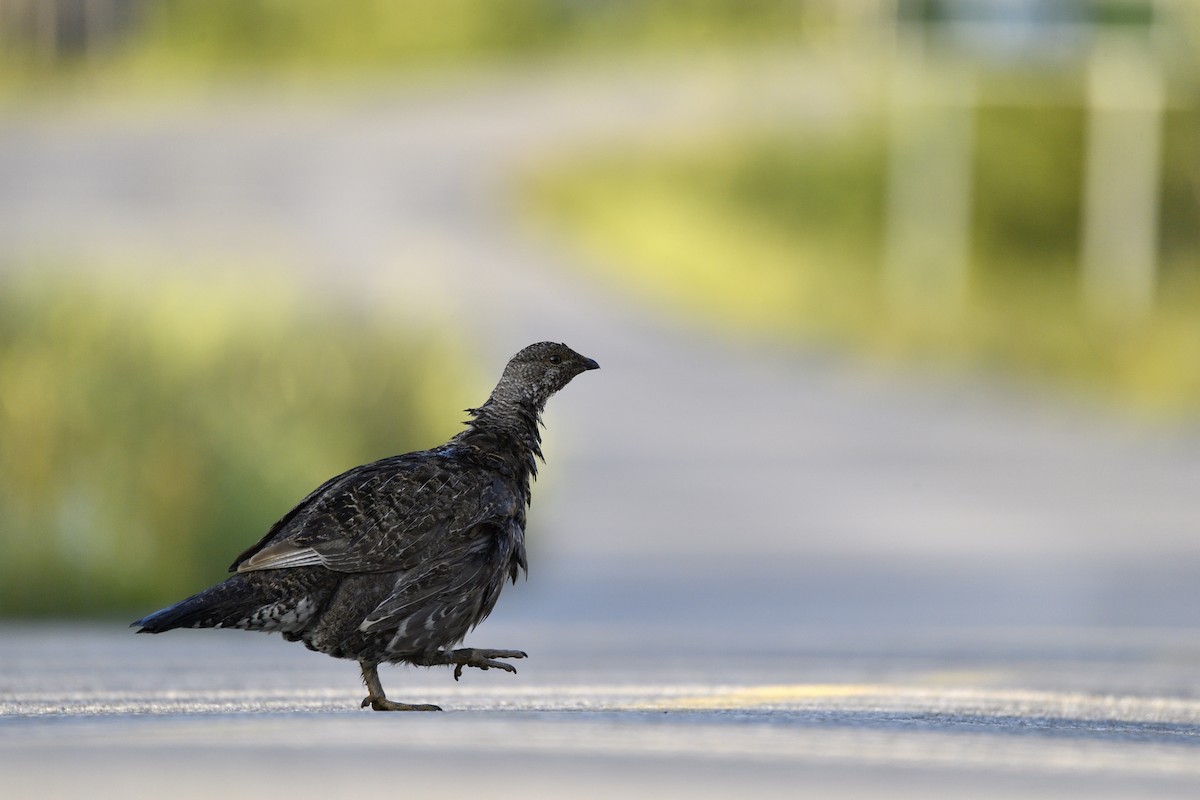 Dusky Grouse - ML641200606