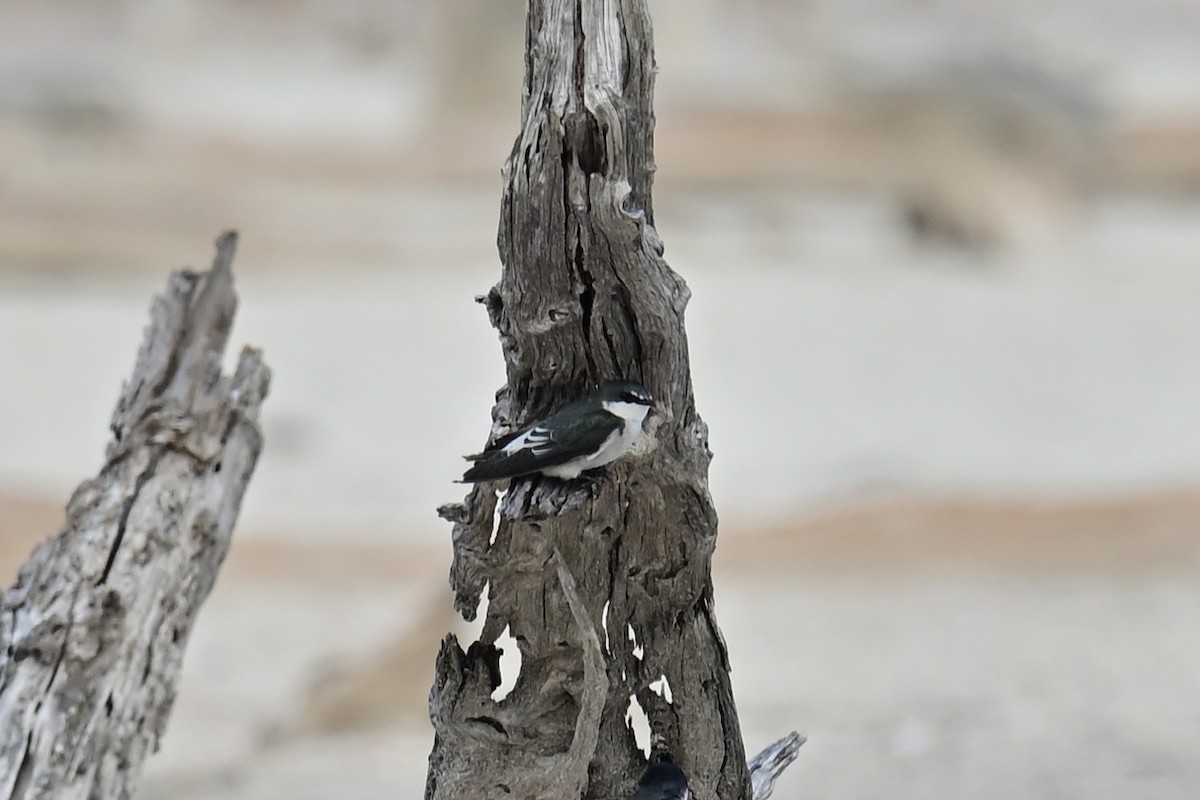 Hirondelle des mangroves - ML641200630