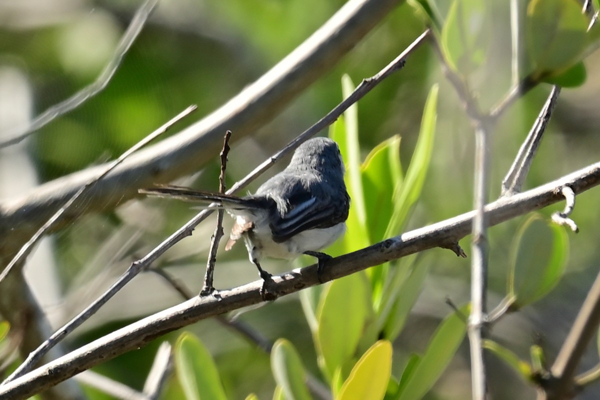 Yucatan Gnatcatcher - ML641200634