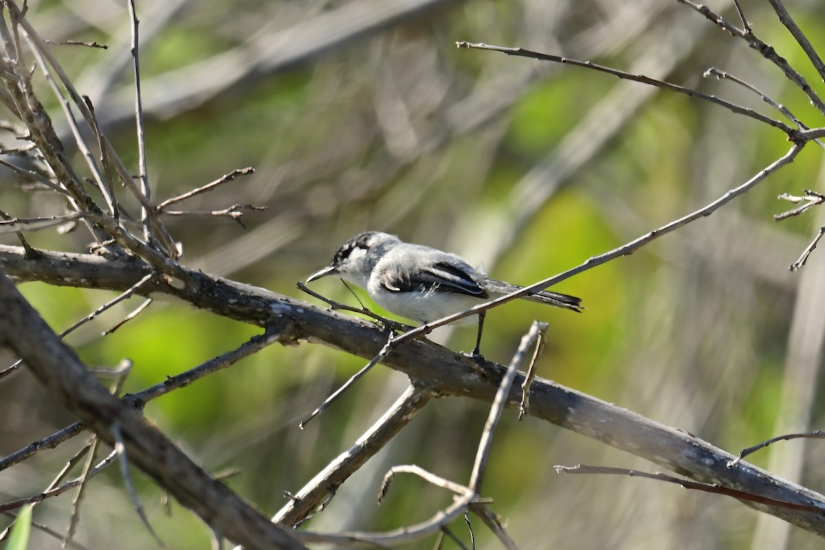 Yucatan Gnatcatcher - ML641200635