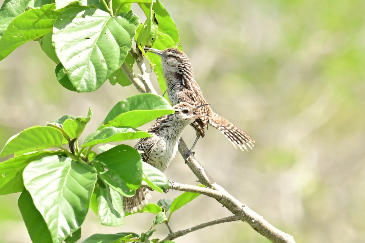 Troglodyte du Yucatan - ML641200655