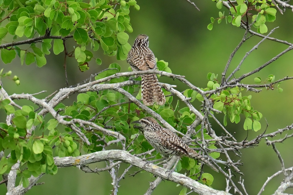 Troglodyte du Yucatan - ML641200656