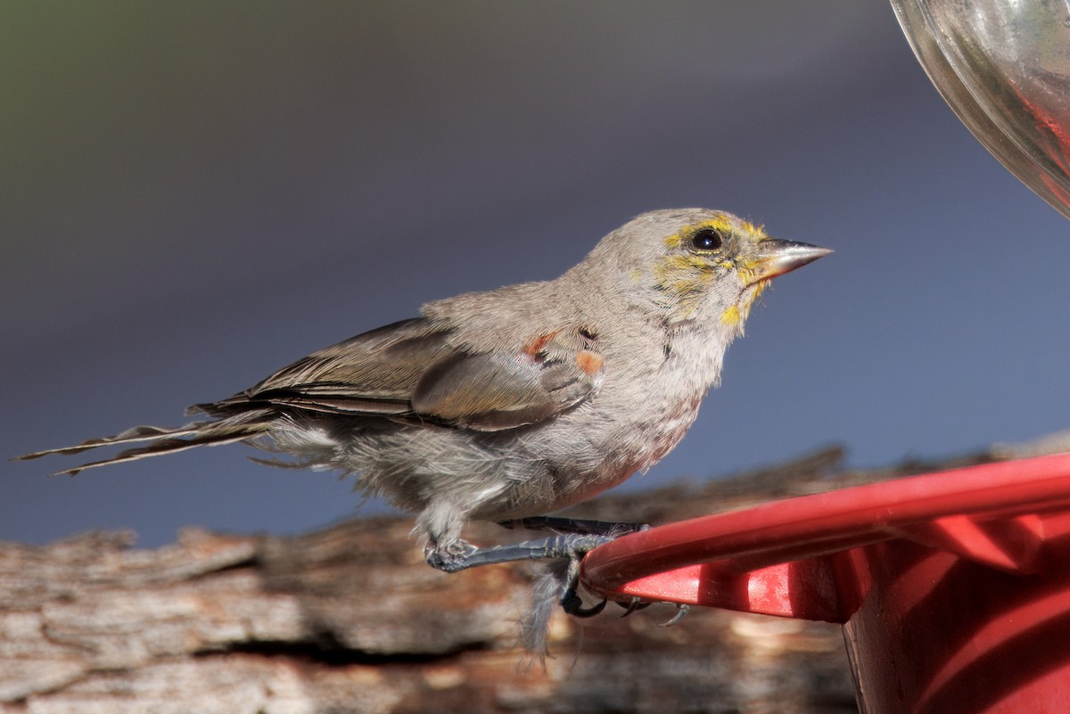 Verdin - ML641200691