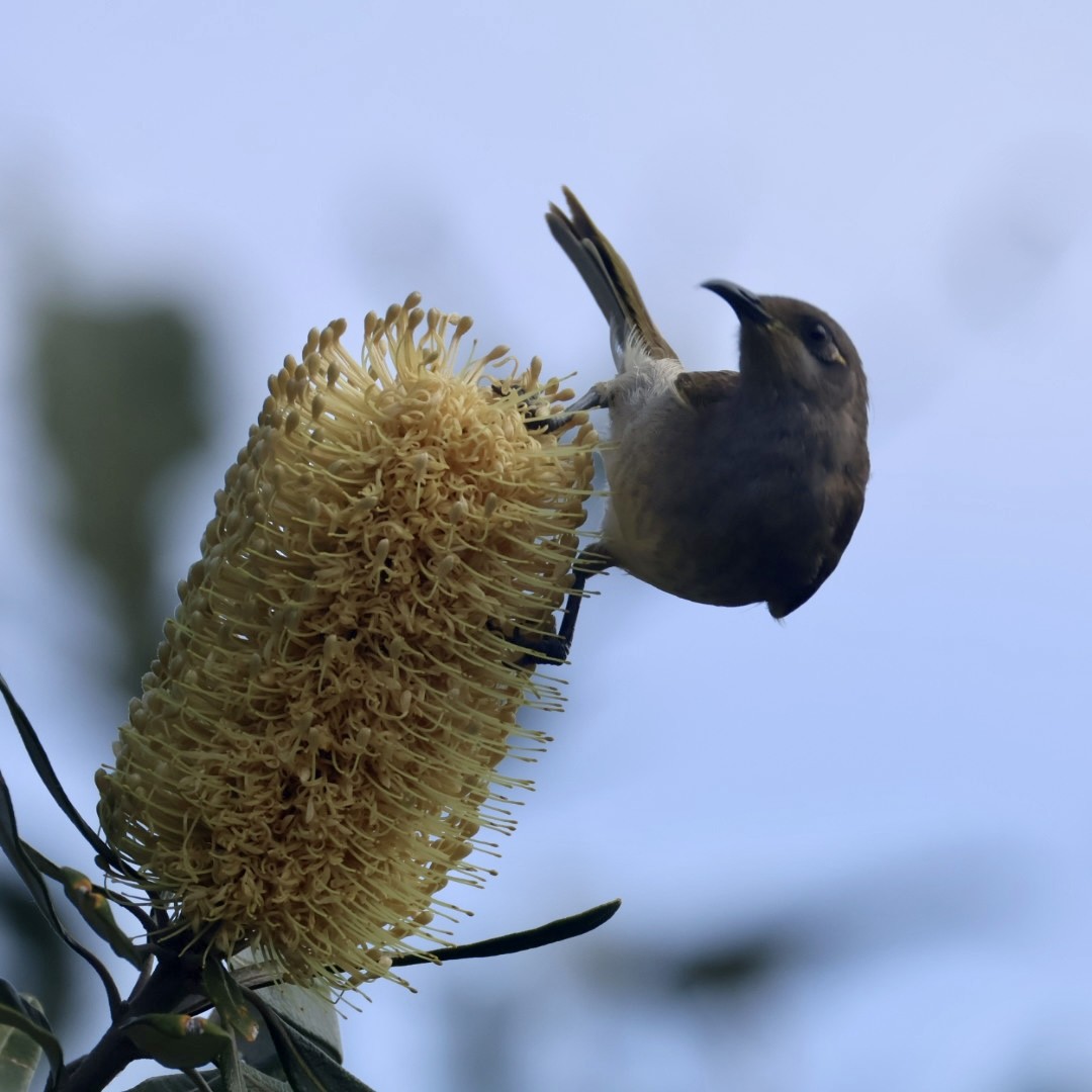 Brown Honeyeater - ML641200717